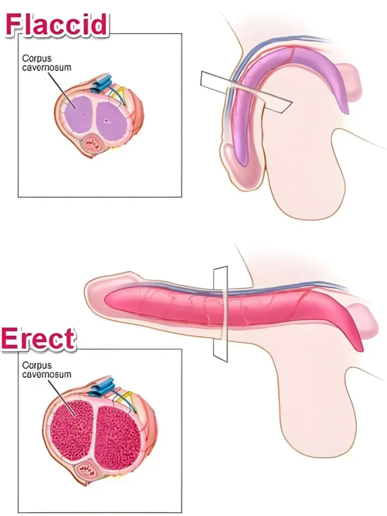 Antarctic Krill Oil 60 pcs capsules - Image 4